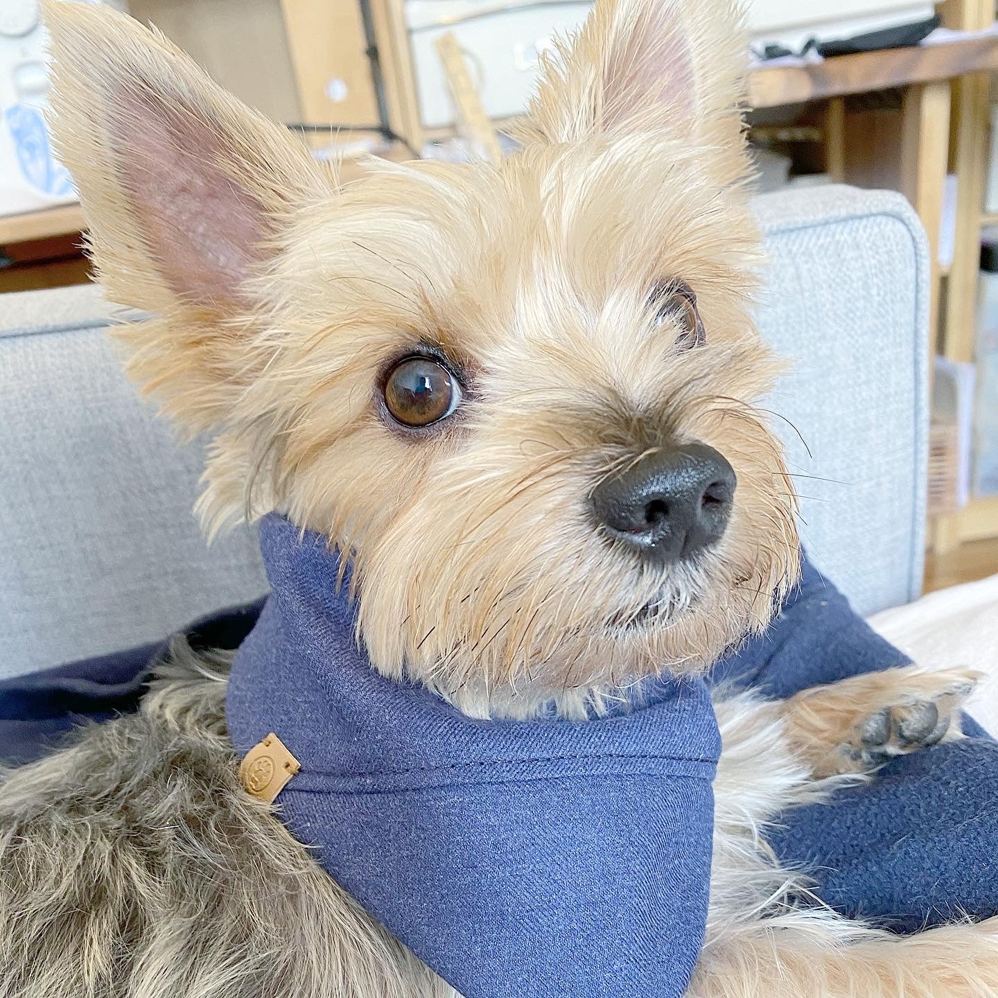 'Aiden' Reversible Pet Bandana