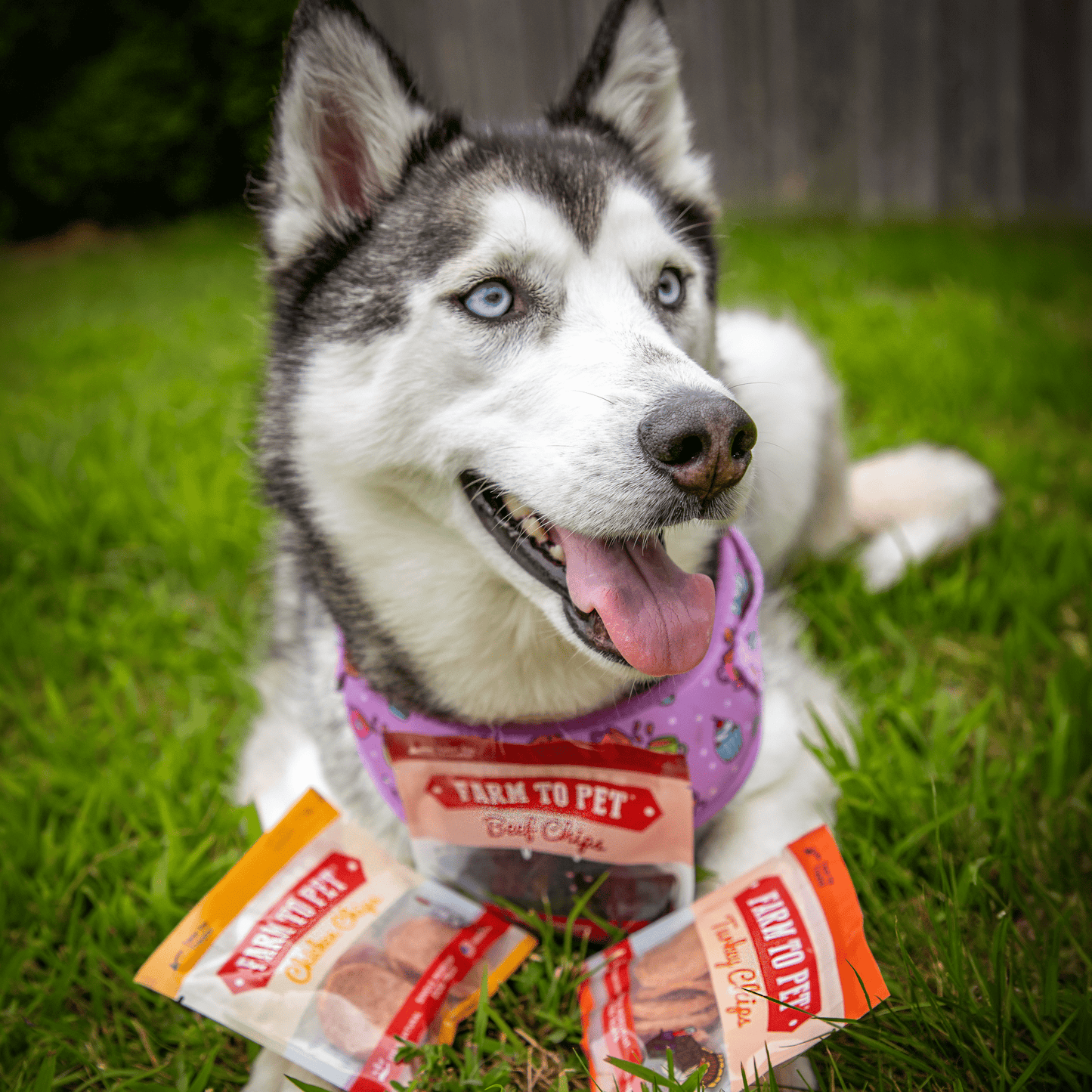 Snack Pack Dog Treat Sampler