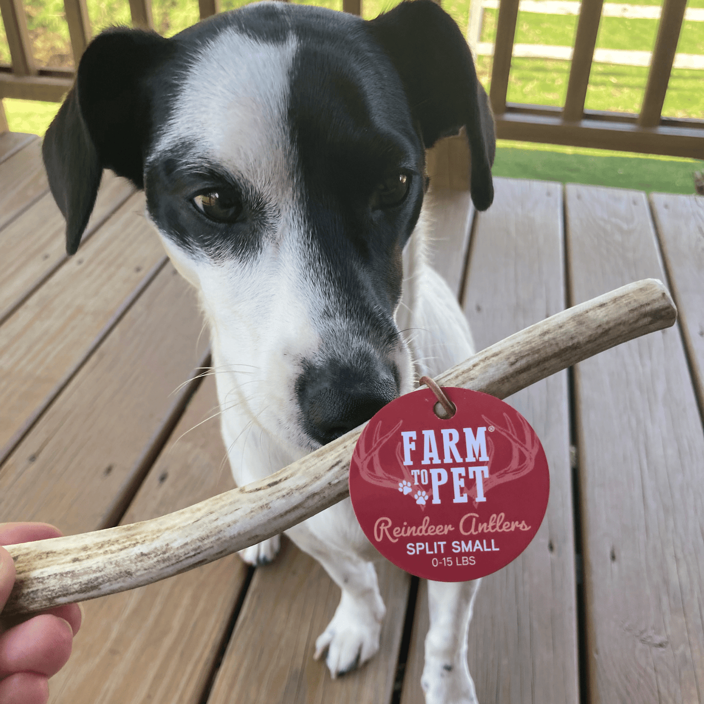 Reindeer Antler Dog Chews | Organic Chews for Dogs
