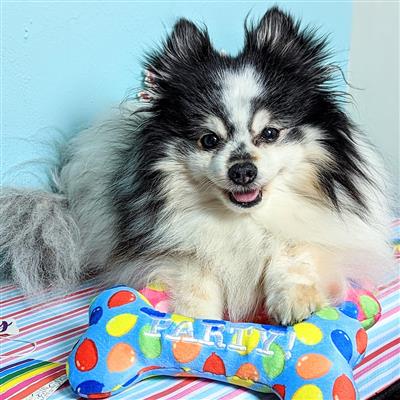 Party Time Bone Dog Toy